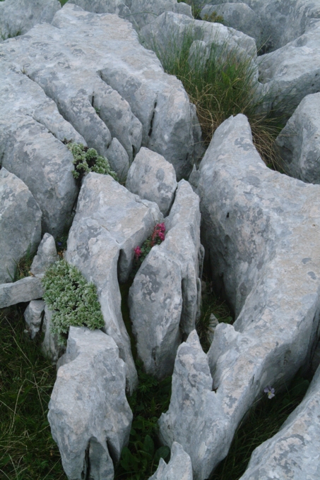 Saxifraga porophylla / Sassifraga porosa